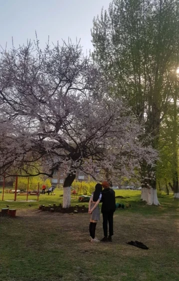 Фото: В Новокузнецке начала цвести сакура 1