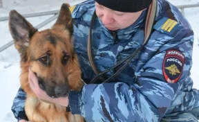 В Кузбассе служебная собака Юста помогла задержать подозреваемого в краже