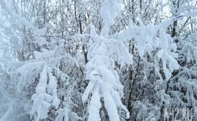 Спасатель: браконьеры, которые могли напасть на Усольцевых, не оставляют следов