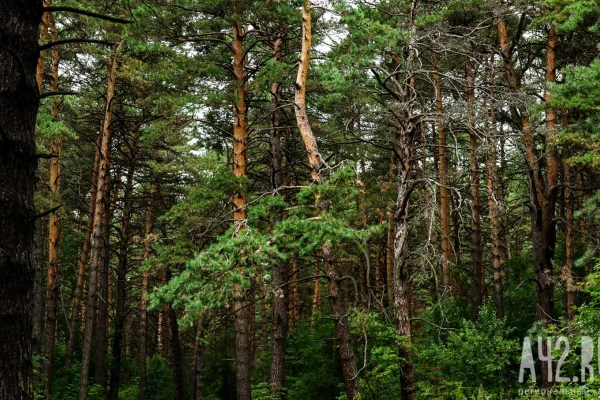 В Кемерове в Сосновом бору в октябре вырубят 37 сосен