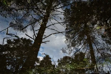 Фото: В Кузбассе две собирательницы черемши заблудились в лесу 1