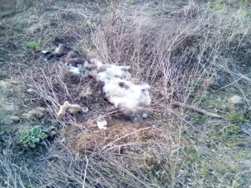 Фото: Кемеровчан шокировал труп собаки с отрубленной головой в Кировском районе 3