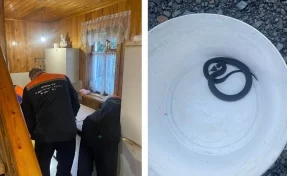 В Кузбассе в дом забралась змея: её ловили спасатели