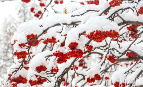 Суд обязал кузбассовца пересадить рябину на участке из-за тени