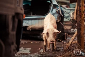 Фото: В Китае свинья убила тесаком мясника, пытавшегося её зарезать 1