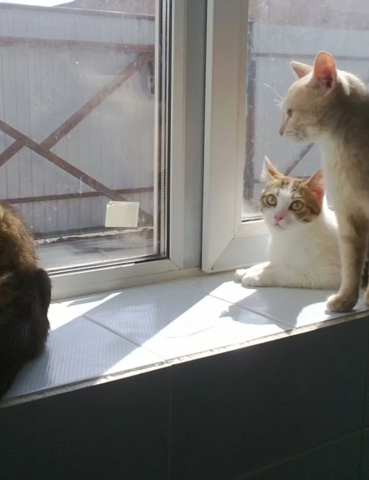 Фото: Кемеровчанку хотели выселить из квартиры из-за 15 кошек и 2 собак 7