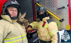 В Кузбассе пожарные спасли косулю, застрявшую в заборе