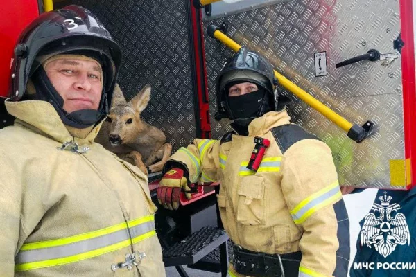 В Кузбассе пожарные спасли косулю, застрявшую в заборе