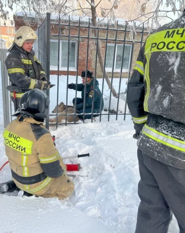 В Юрге спасли косулю, застрявшую в школьном заборе