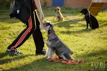 Фото: Собачья радость: тест площадок для выгула животных в Кемерове  7