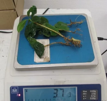 Фото: Не прошла таможню: туристка привезла в Кузбасс из Вьетнама саженцы кофейного дерева 1