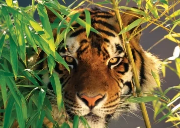 Фото: В Индии удалось снять на видео погнавшуюся за туристами тигрицу 1