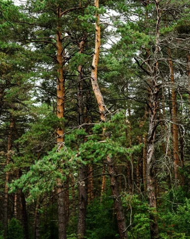 В Кемерове в Сосновом бору в октябре вырубят 37 сосен