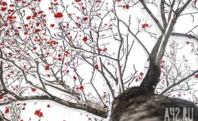 Синоптики пообещали кузбассовцам резкое потепление до +1 после морозов