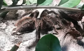 В Кемерове предприниматель без лицензии организовал в «Лапландии» выставку пауков