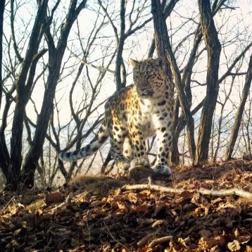 Фото: ВТБ выбирает имя маме семейства дальневосточных леопардов 1