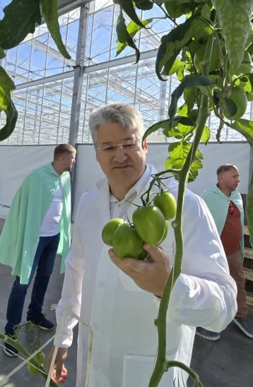 Фото: Власти выбирают томаты: первого замгубернатора Кузбасса впечатлили выращенные в Калтане овощи 1