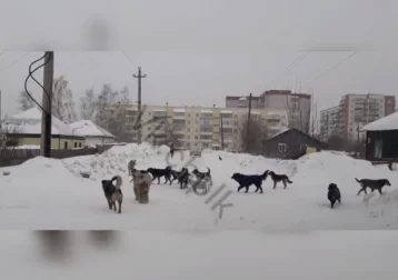 Фото: Кузбассовцы пожаловались на «огромную» стаю собак 1