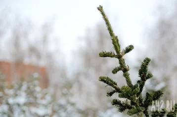 Фото: «53 вида опасной плесени»: учёный рассказал о вреде новогодней ёлки 1