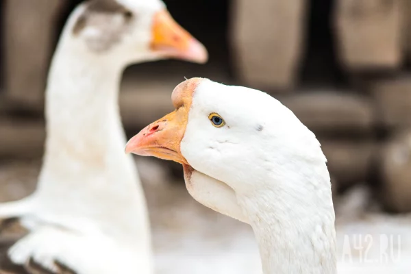 Спасённых с кемеровской Искитимки гусей с потомством перевели в контактный зоопарк