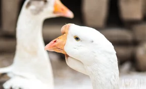 Спасённых с кемеровской Искитимки гусей с потомством перевели в контактный зоопарк