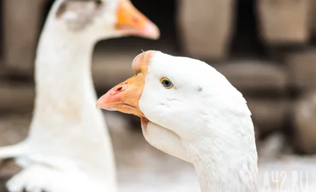Спасённых с кемеровской Искитимки гусей с потомством перевели в контактный зоопарк