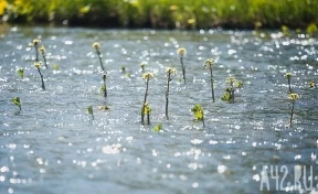 На водоёмах Кузбасса за сутки утонули три человека