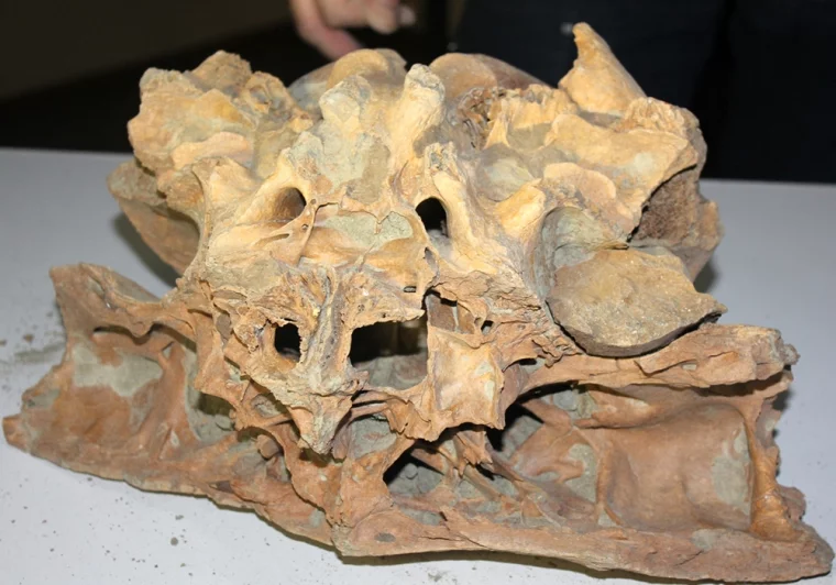 Фото: На разрезе в Кузбассе нашли останки древних животных  2