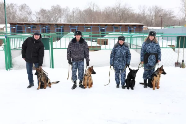 Четыре щенка немецкой овчарки уехали из Кузбасса искать преступников в Хакасии