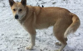 В Кировском районе Кемерова потерялась собака