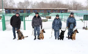 Четыре щенка немецкой овчарки уехали из Кузбасса искать преступников в Хакасии