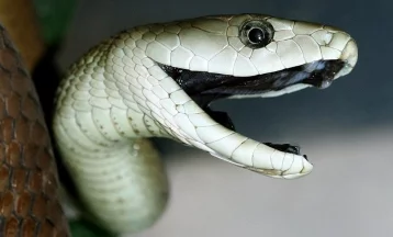 Фото: В Австралии ребёнка дважды укусили смертельно опасные змеи 1