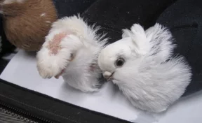 Иностранец пытался ввезти в Россию голубей в носках