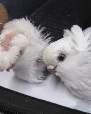 Иностранец пытался ввезти в Россию голубей в носках