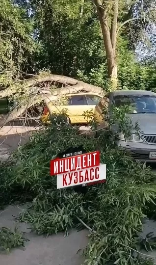 Фото: В Кемерове на автомобиль упало дерево 1