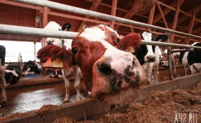 Режим ЧС из-за вспышек бешенства и пастереллёза ввели в сибирском регионе