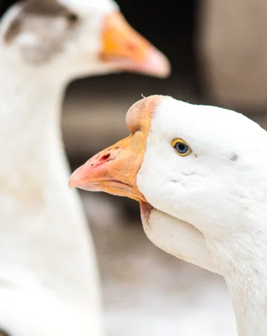 Спасённых с кемеровской Искитимки гусей с потомством перевели в контактный зоопарк