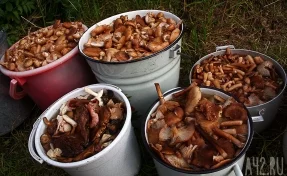 Диетолог назвала самые полезные способы приготовления грибов