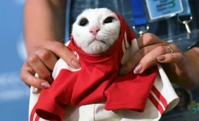 Эрмитажный кот предрёк победу сборной России на ЧМ по футболу