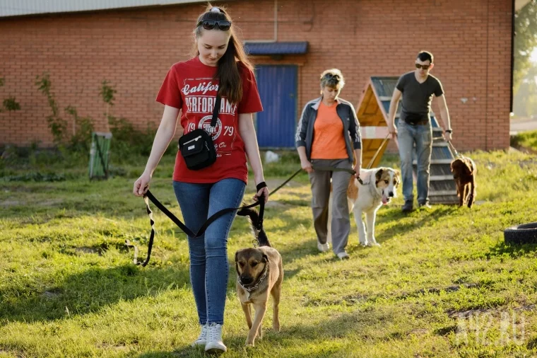 Фото: Собачья радость: тест площадок для выгула животных в Кемерове  6