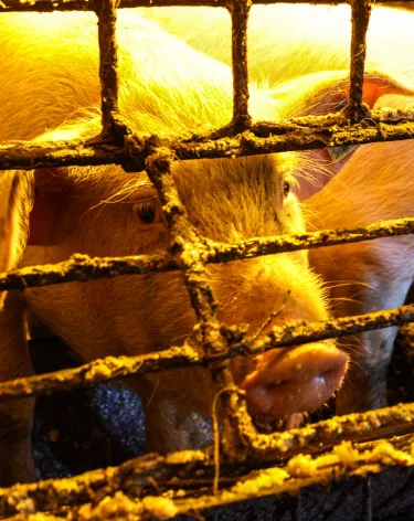 В Кемерове отменили карантин по «опасному вирусу» на улице Мира