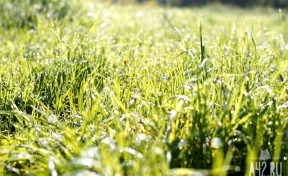 Кузбасские учёные изготовят уникальные добавки из сибирских трав  
