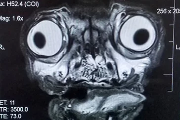 Фото: Ставший вирусным снимок мопса ужаснул и насмешил пользователей соцсетей 2