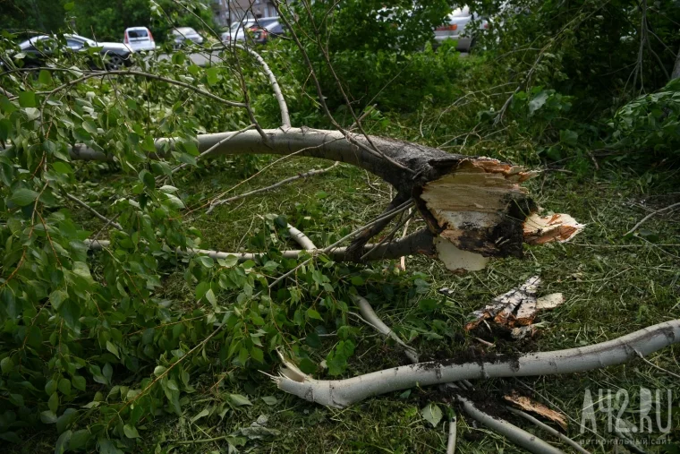 Фото: Последствия штормового ветра в Кемерове 25