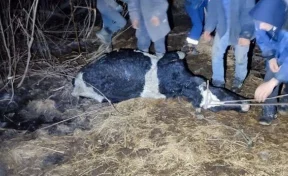 В Кузбассе спасатели помогли корове, которая провалилась в болото и застряла