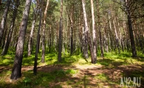В Кузбассе количество незаконных рубок леса сократилось на 62% в 2023 году