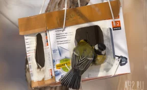 Синичкин или Зиновьев день: народные приметы на 12 ноября