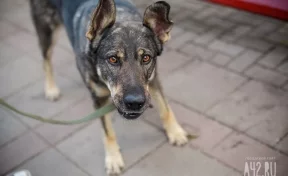 Служебная собака Валько в Кемерове оказала услугу полицейским в поимке грабителя