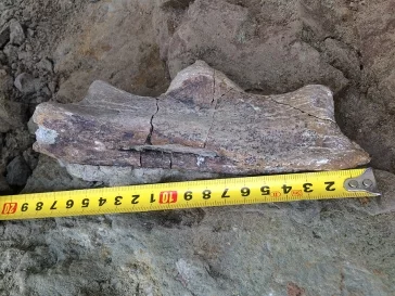 Фото: Кузбасские учёные обнаружили новые следы динозавров  3