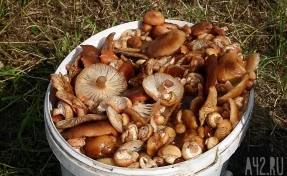 В Роспотребнадзоре рассказали, почему нельзя собирать грибы в вёдра и пакеты